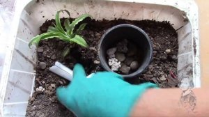 КРИПТАНТУС, ПРИВЕТСТВУЮ ТЕБЯ В МОЕЙ ОРАНЖЕРЕЙКЕ!