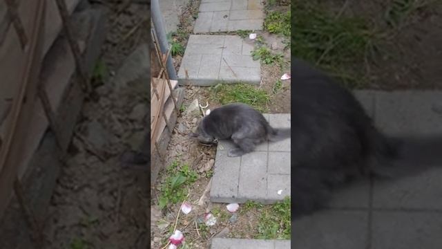 Как кошка ловит мышей - Мышеловка смотреть онлайн