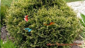 Туя западная Столвик (thuja occidentalis stolwijk) ? Столвик обзор: как сажать, саженцы туи Столвик