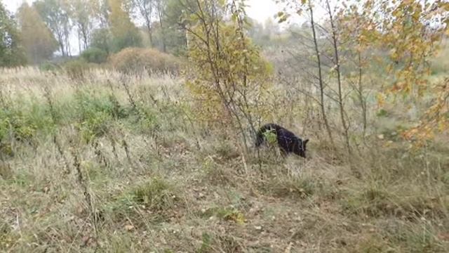 Стрим в осенний листопад. смотреть онлайн