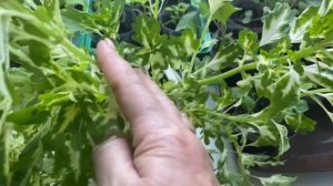 КОЛЕУСЫ: посев, выращивание рассады, уход, агротехника колеусов. Черенкование и укоренение колеусов