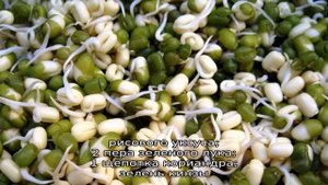 Чем полезны ростки фасоли, как их правильно прорастить и вкусно приготовить