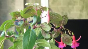 Белокрылка на фуксии и пеларгонии. Как избавиться от белокрылки