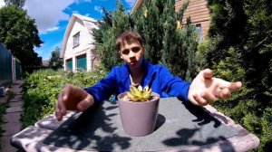 Молодило (каменная роза) - Посадка,  Размножение, Уход за Суккулентами в домашних условиях