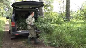 Ивняк и осина для кроликов. В хозяйстве ЛПХ Моряк