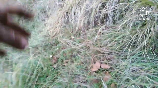 Rujnica, Lactarius deliciosus, Goč Ep. 3 смотреть онлайн