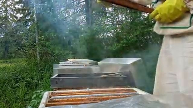 Дачная пасека #61 Подсиливаем слабую семью бакфаста напрямую без осиротения смотреть онлайн