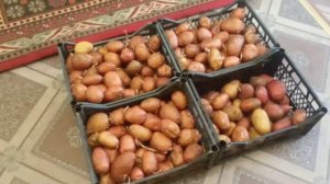 Очень спорный вопрос.Какой брать картофель на посадку,крупный или мелкий.?.