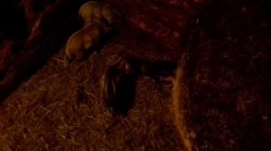 Венгерская пуховая мангалица разведение и реализация поросят