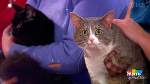 Как развеселить кота. Жить здорово! Фрагмент выпуска от 18.04.2017