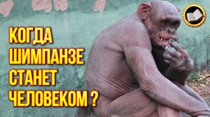 Может ли шимпанзе стать человеком разумным?