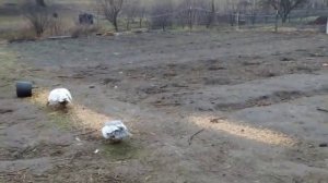 ОБЗОР ХОЗЯЙСТВА МУСКУСЫ ИНДЮКИ ГУСИ ИНДИЙСКИЙ БЕГУНОК ЦЫПЛЯТА БРАМЫ ДЖЕРС ЮРЛОВСКИЕ 2 лютого 2021 р