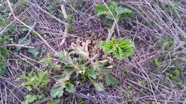 Уксус против борщевика смотреть онлайн