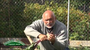 Уборка моркови и свеклы