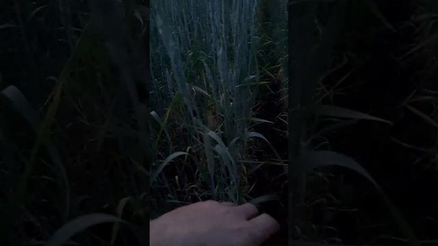 поле пшеницы   на котором оба хороши ( злаковый сорняк ширица)