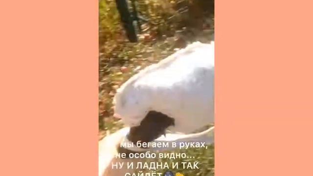 |ВЛОГ|ХОББИХОРСИНГ|