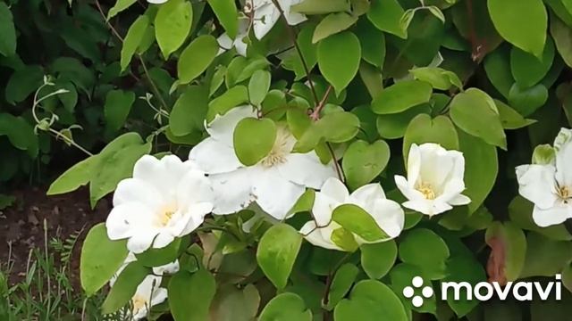 Клематис без имини и названия,2 группы обрезки ! смотреть онлайн