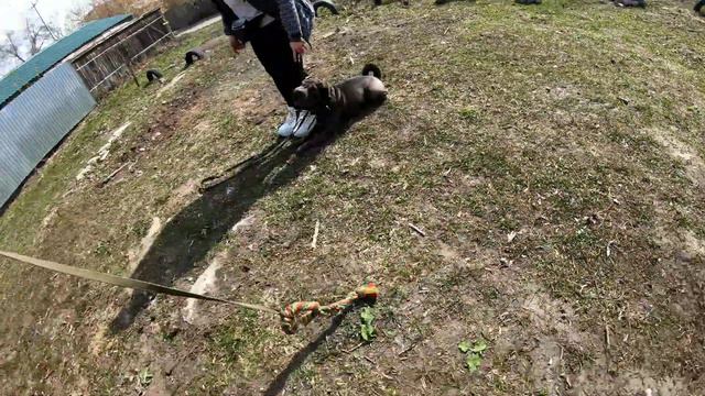 Дрессировка в мини группе смотреть онлайн