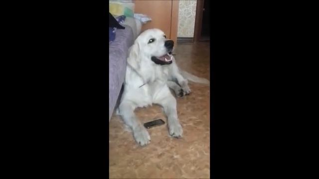 Золотистый ретривер поёт. Golden Retriever