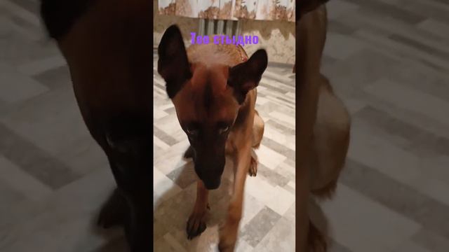 #shots #малинуа #тео #дрессировка #горловка #бельгийскаяовчарка #тренировка