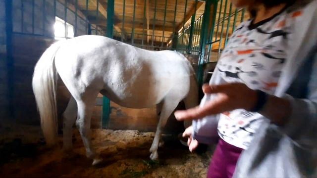 наши методы определения жеребости кобылы. смотреть онлайн