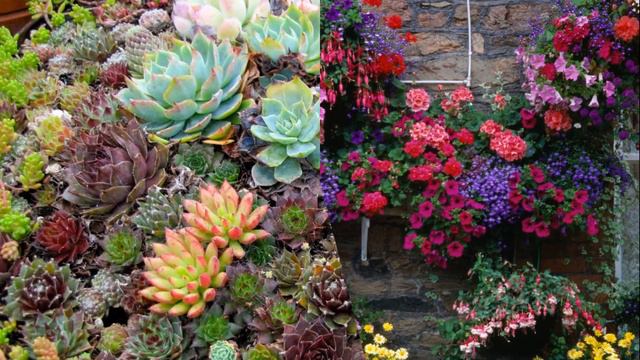LOVELY! 30+ BEAUTIFUL HANGING PLANTS GARDEN IDEAS | 4 BEST GARDENING MEDIA PLANTING IN URBAN AREAS