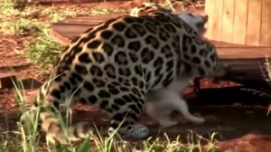 Агрессивный ягуар напал на собаку, но никто не ожидал того, что произошло через мгновенье