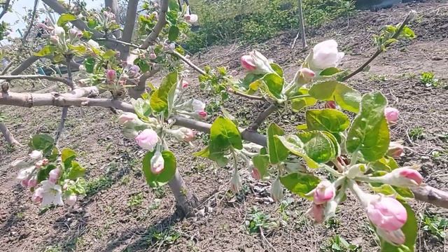 Обработка сада по розовому бутону. смотреть онлайн