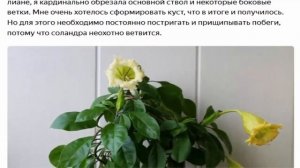 СОЛАНДРА  - чудо на подоконнике и удивительное цветение