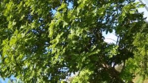 Липа   авторская песня Ник Петровича с.Волчиха, Алтайский край