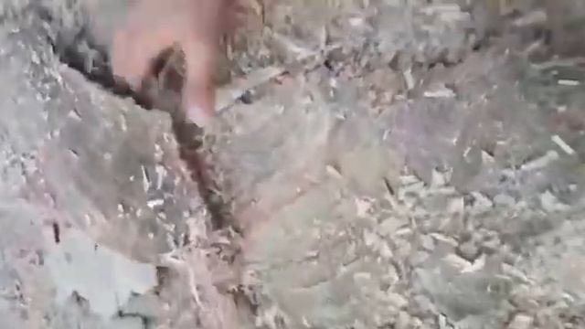 Бензопилы Champion (обзор от знакомого) смотреть онлайн