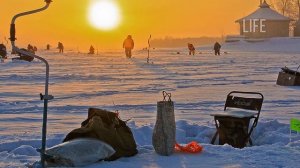 Какую рыбу ловят зимой?