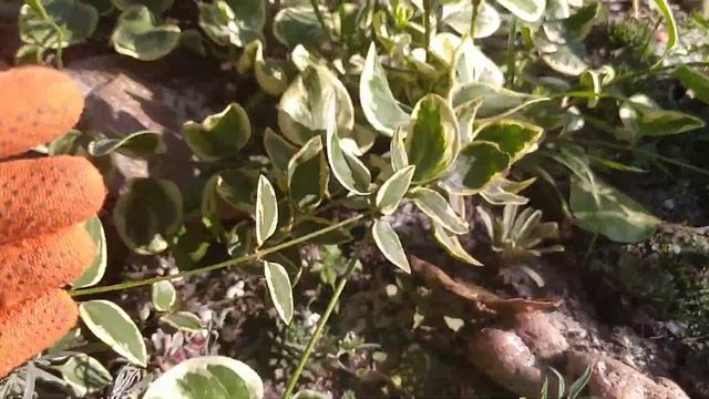 БАРВИНОК ПЁСТРОЛИСТНЫЙ (вариегатный) на АЛЬПИЙСКОЙ ГОРКЕ.Размножение барвинка.
