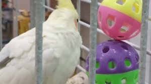 Parrots,marvel, ,Parrots, goldenзолотые чудесные попугаи