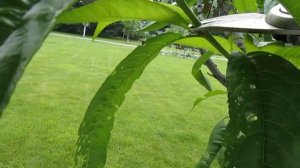 Персик. Что прореживаем и укорачиваем на ветках с плодами.