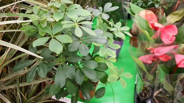 ??АШАН⚘Комнатные Цветы смотреть онлайн