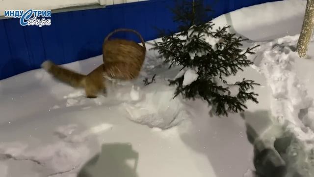 Удивительная история дружбы лисы и собаки на станции Беркакит смотреть онлайн