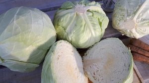 Квасим капусту! Правильный выбор! Краутман!