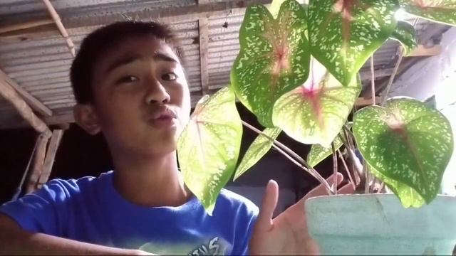 CARE TIPS NI CALADIUM PINK BEAUTY MADALING ALAGAAN GV VLOGMAS💚💚 смотреть онлайн