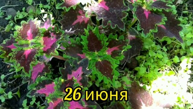 Грецкий орех что_растет_подорехом?