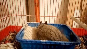 Купание дегу в песке