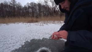 Затон "Клешня", река "Битюг". Первая щука на жерлицы и окунь на мормышку. Хороший улов!