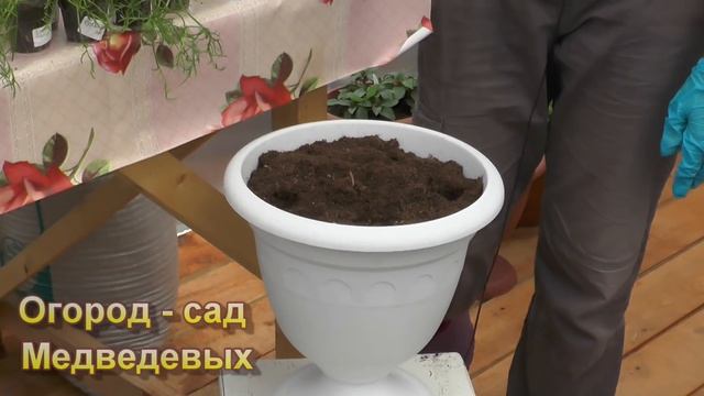Простушка брахикома – выращивание из семян