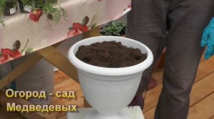 Простушка брахикома – выращивание из семян