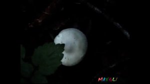 Где растут Грибы Веселки и Яйца, из которых они вырастают