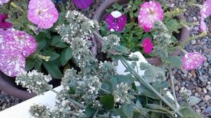 МЕЛИССА ЛЕКАРСТВЕННАЯ ИЛИ ЛИМОННАЯ МЯТА. ЦЕЛЕБНЫЕ СВОЙСТВА. ЗАГОТОВКА ТРАВЫ.