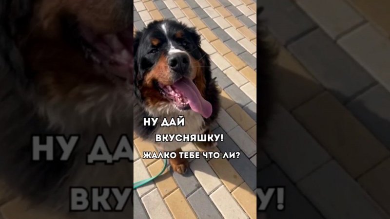 НУ ДАЙ ВКУСНЯШКУ! ЖАЛКО ТЕБЕ ЧТО-ЛИ?#животные #собаки