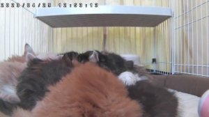 Котики и милые котята　исцеление и отдых　vol.45　★Я всегда здесь жду в любое время★