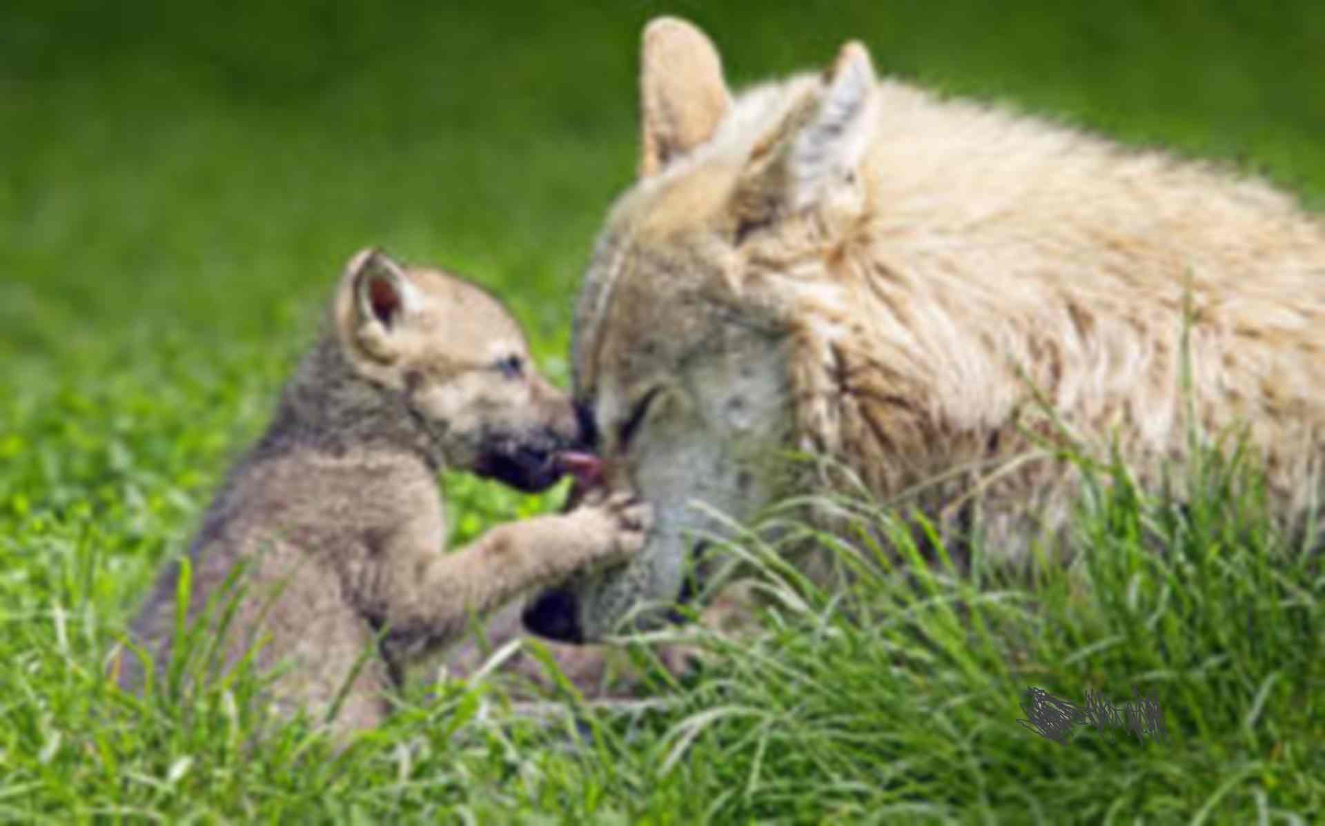 Слепая волчица пришла к егерю в надежде, что он поможет ей и её потомству. Истории про волков.