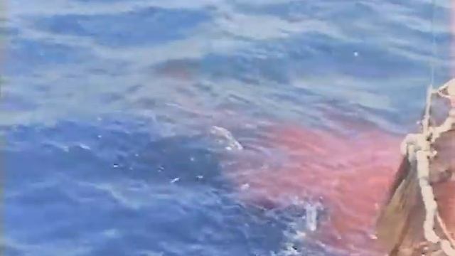 Тунец желтопёрый. Индийский океан. смотреть онлайн